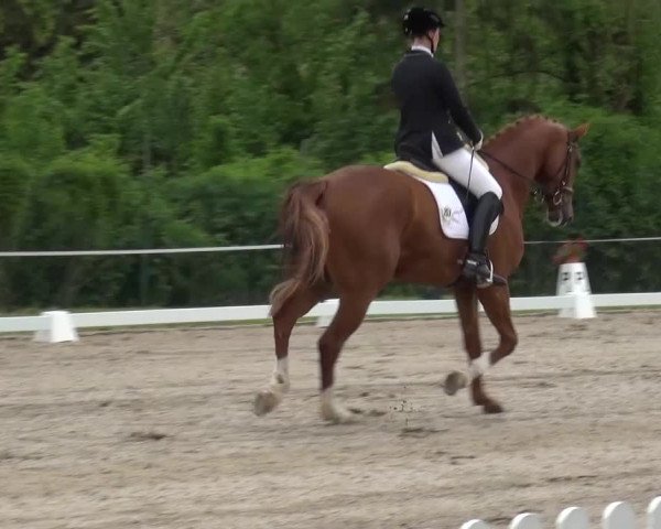 Reitturnier Düren - An der Kuhbrücke 2016