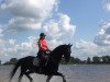 dressage horse Szisko 3 (Oldenburg, 2008, from Sancisco)