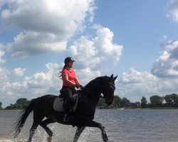 dressage horse Szisko 3 (Oldenburg, 2008, from Sancisco)