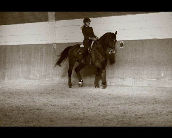 dressage horse Rektor 10 (Hungarian Warmblood, 2003, from Rezgö)