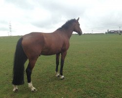 jumper Clayton's Angel (Oldenburg show jumper, 2012, from Camax L)