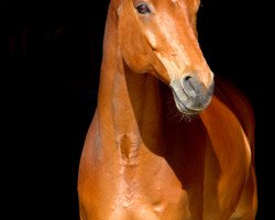 dressage horse Ruggiero Rizzitelli 2 (Bavarian, 2008, from Rivero II)