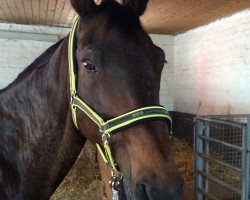 horse Starlight (German Warmblood, 1998, from Solotaenzer)