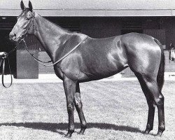 broodmare Miesque xx (Thoroughbred, 1984, from Nureyev xx)