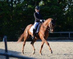 dressage horse Brelarno (Hanoverian, 2008, from Brentano II)