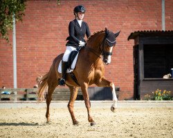 dressage horse Fairytopia 4 (Hanoverian, 2010, from Fürst Nymphenburg)