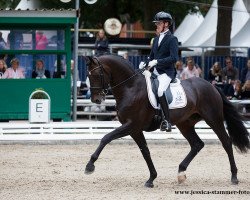 stallion Zum Gluck Rs2 OLD (Oldenburg, 2013, from Zonik)