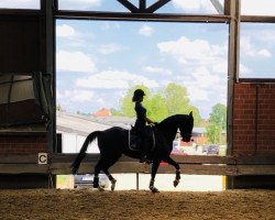 dressage horse Farrera Princess (Rhinelander, 2012, from Feedback 16)