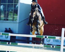 horse Kondor (Bulgarian Warmblood, 2003, from Kotrak)