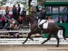 dressage horse Great Gatsby BB (Oldenburg, 2013, from Grand Passion)