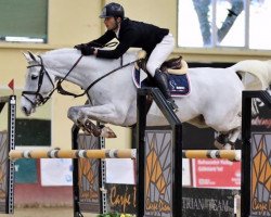 jumper S.I.E.C. Locca (Oldenburg show jumper, 2011, from Livello)