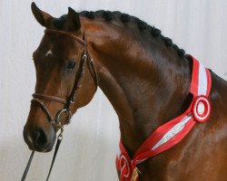 jumper Coronet Ask (Danish Warmblood, 2001, from Cornetto)