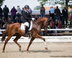 dressage horse Der Donnerstag (Oldenburg, 2013, from Dimaggio)