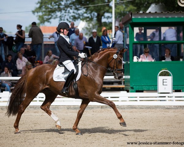 dressage horse Deodoro 3 (Hanoverian, 2013, from Harmony's Desiderio)