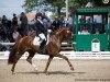 dressage horse Deodoro 3 (Hanoverian, 2013, from Harmony's Desiderio)