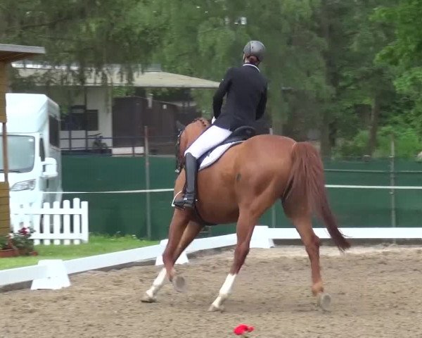 Reitturnier Düren - An der Kuhbrücke 2016