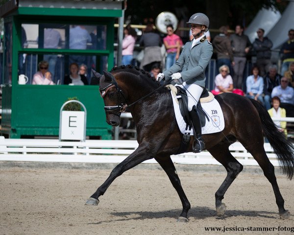 dressage horse Da Costa (Westphalian, 2013, from Dimaggio)