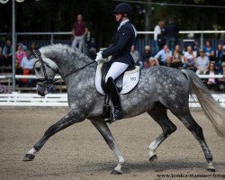 stallion Caracciola Mt (Holsteiner, 2013, from Chin Champ)