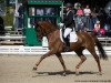 dressage horse Bernini VMT (Westphalian, 2013, from Breitling W)