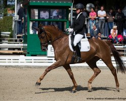 dressage horse Bernini VMT (Westphalian, 2013, from Breitling W)