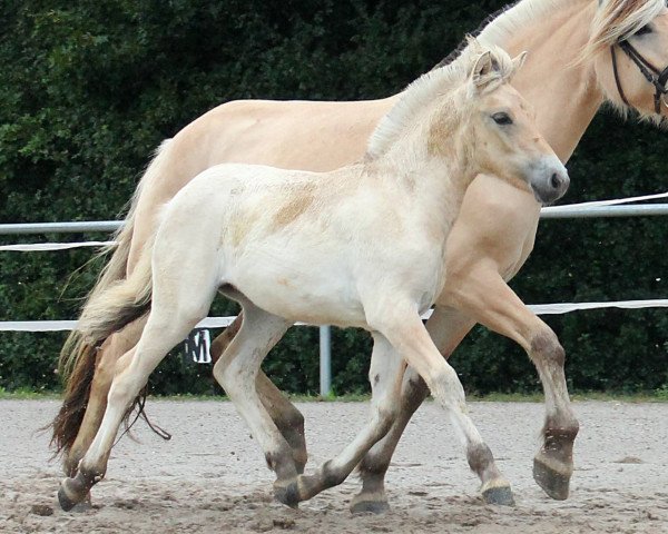 horse Finola (Fjord Horse, 2021, from Oddvar Granlygaard)
