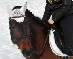 dressage horse Little Joe (German Riding Pony, 2007)