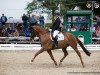 dressage horse Drama Queen (Westphalian, 2013, from Deveraux 3)