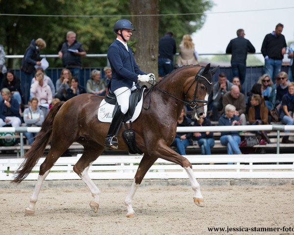 dressage horse Barolo 64 (Hanoverian, 2013, from Belissimo NRW)