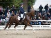 dressage horse Barolo 64 (Hanoverian, 2013, from Belissimo NRW)