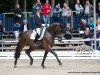 dressage horse Alouette 54 (Hanoverian, 2013, from Ampère)