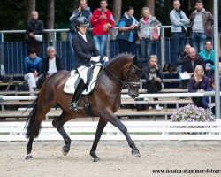 dressage horse Alouette 54 (Hanoverian, 2013, from Ampère)