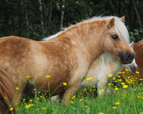 Zuchtstute Isebell Sweety el Saraja (Shetland Pony (unter 87 cm), 2011, von Halstock Glacier)