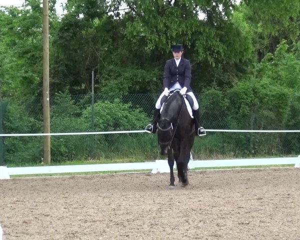 Reitturnier Düren - An der Kuhbrücke 2016