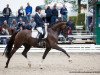 dressage horse Sir Napoleon OLD vom Rosencarr (Oldenburg, 2013, from Sir Donnerhall I)