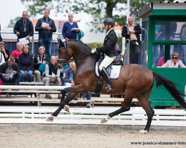 dressage horse Rock Amaro (Westphalian, 2013, from Rock Forever NRW)
