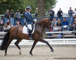 dressage horse Jaspis (Oldenburg, 2013, from Jazz)