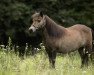 Zuchtstute Raga van Bromishet (Shetland Pony (unter 87 cm), 2001, von Larros v. Stal de Noorderkempen)