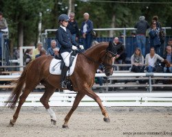 dressage horse S-Thetik (Hanoverian, 2013, from Scolari)