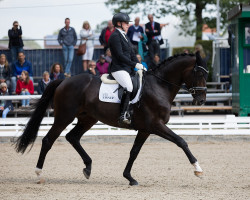 Deckhengst Fellini (Trakehner, 2013, von Berlusconi)