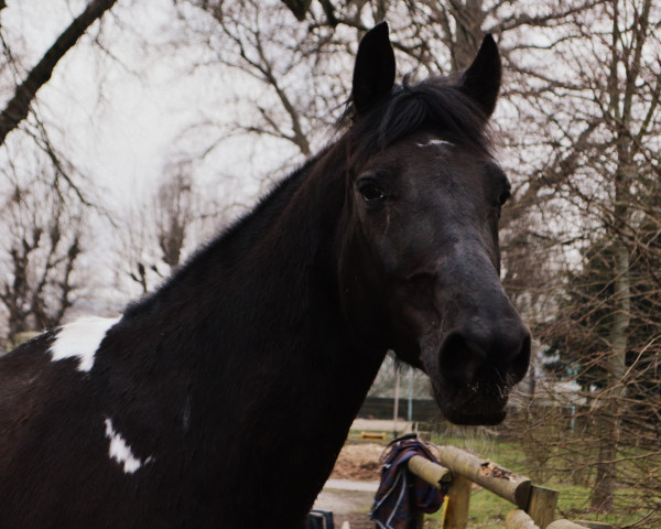 dressage horse Ferrari Last Edition (Westphalian, 2004, from Ferrari)