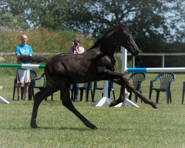 dressage horse Hengst von Dressage Royal / Millennium (Oldenburg, 2019, from Dressage Royal)