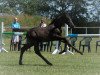 dressage horse Hengst von Dressage Royal / Millennium (Oldenburg, 2019, from Dressage Royal)