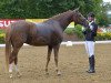 dressage horse Dakira 16 (German Riding Pony, 2012, from Donatelli)