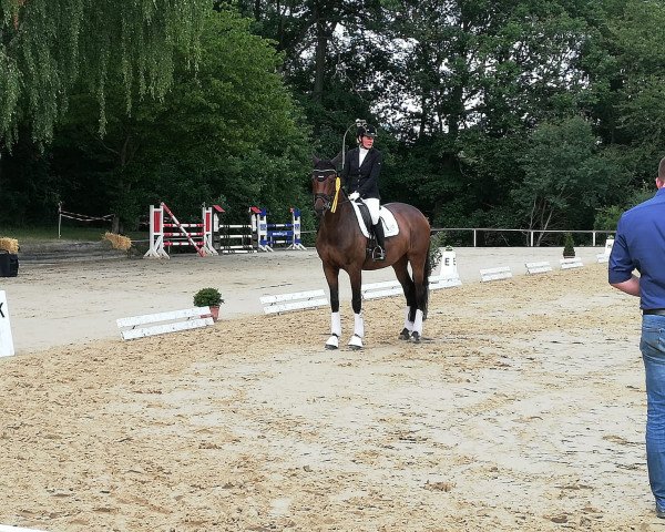 broodmare Diamond's Princess W (Oldenburg, 2010, from Diamond Star 3)