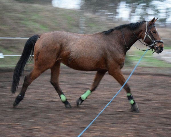 horse Piakoda (Brandenburg, 2010, from Pilot's Letzter)