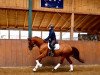 dressage horse Qüstenkind 2 (Hanoverian, 2013, from Quaterhall)