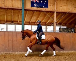 dressage horse Qüstenkind 2 (Hanoverian, 2013, from Quaterhall)