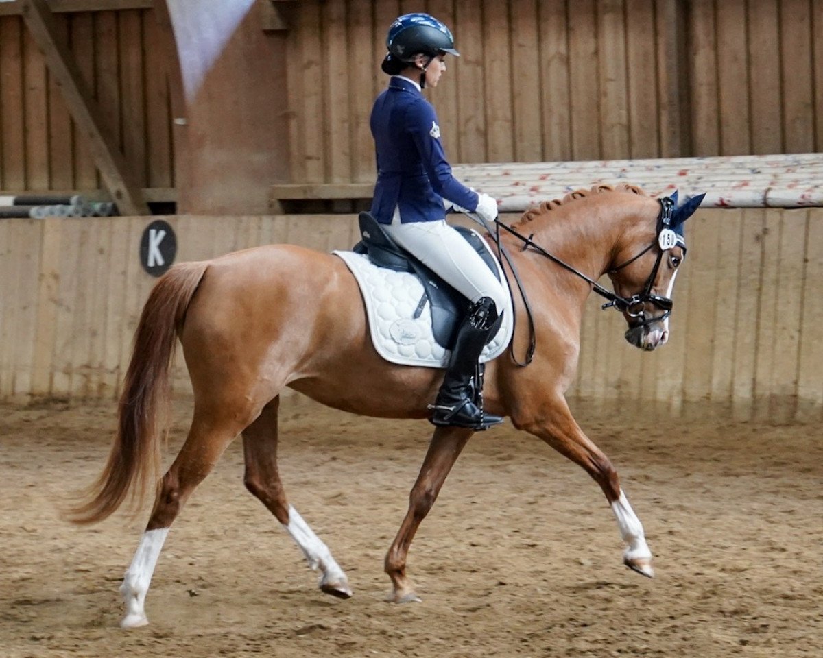 Zuchtstute Petit Fleur S (Deutsches Reitpony, 2014, von Golden State 2)
