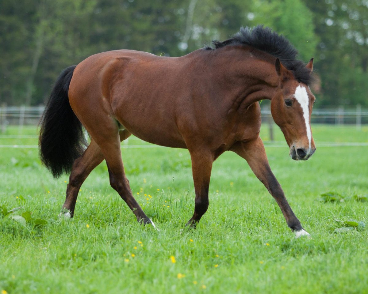 broodmare Baileys 86 (German Riding Pony, 1992, from Nordstar)