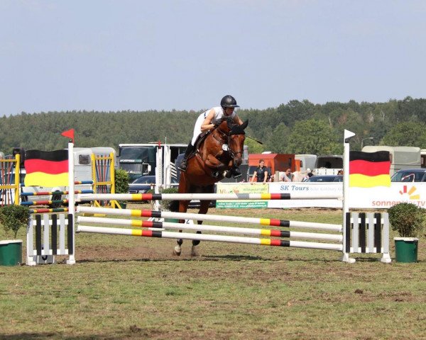 jumper Pricetag (German Riding Pony, 2013, from Prince Charming 17)